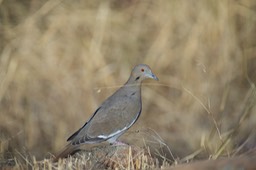 _DSC0334