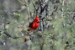 _DSC0096