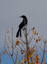 _DSC0132