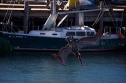 _DSC0378