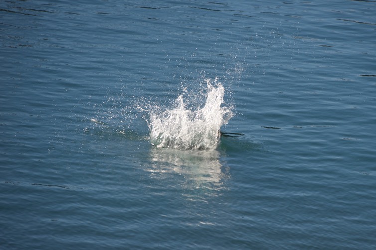 _DSC0380