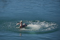 _DSC0382