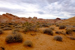 _DSF7698