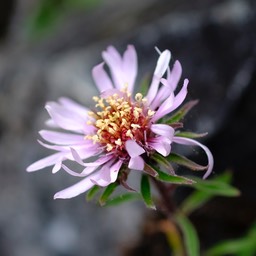 _DSF8391